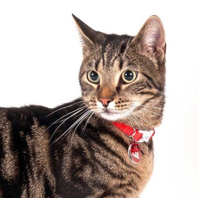 Karlie Collare Simon’s Cat per Gatti