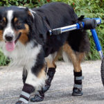 Handicapped Pets Carrellino per Cani Disabili