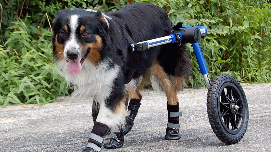 Carrellini ausili per animali disabili cover