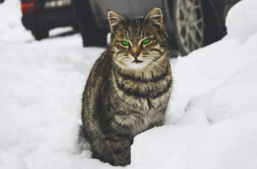 Arriva il freddo, attenzione ai gatti che vivono all’aperto thumb