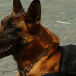 cane poliziotto- cane lupo- pastore tedesco