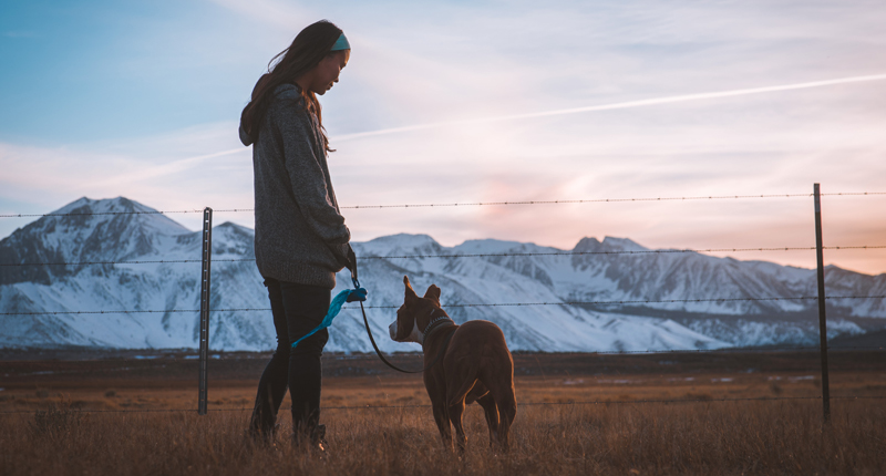 L’importanza della passeggiata con il cane cover