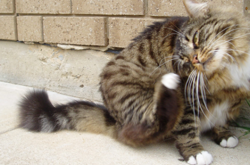 Allarme Pulci Gatto: Come Contrastarle? thumb