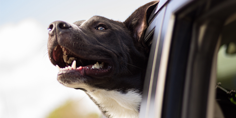 In viaggio con Fido, i consigli per non partire impreparati cover