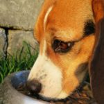 beagle-che-mangia-crocchette