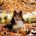 autunno-cane-steso-foglie-secche