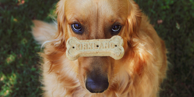 Snack per cani e gatti, quale scegliere? cover