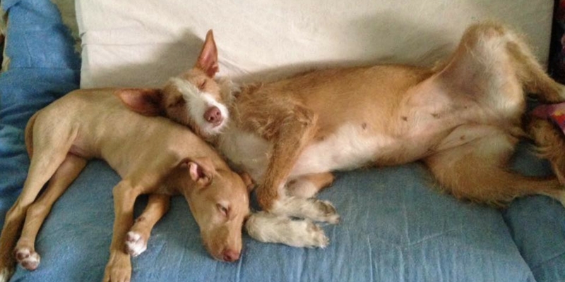 Cani da adottare, la terribile storia del levriero spagnolo cover