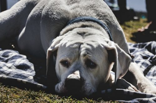 Dolore nel cane e nel gatto, un nemico subdolo da non sottovalutare thumb