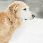 cane-nella-neve