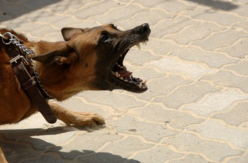 Cani aggressivi: è quasi sempre questione di padroni incompetenti thumb