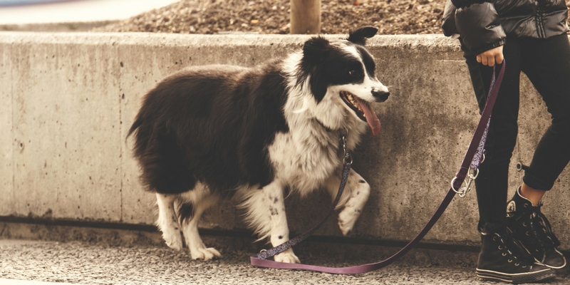 Olfatto cane: l’importanza di lasciare annusare gli odori in passeggiata cover