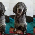 lucy-setter-inglese