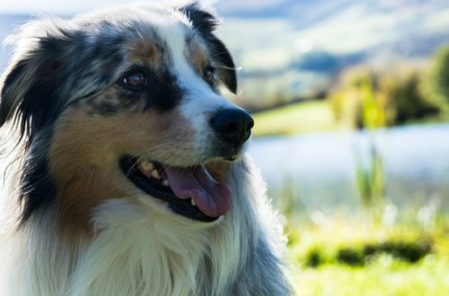 Ritrova il cane rimasto sepolto quasi 1 mese sotto la slavina thumb