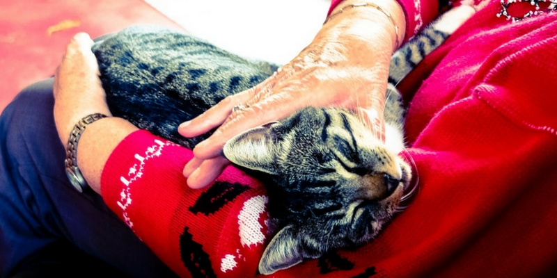 Pet therapy, in Svizzera sì ai cani e gatti & co. nelle case di riposo cover