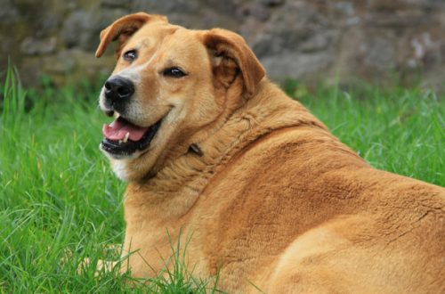 Cane grasso, i rischi dei chili di troppo thumb