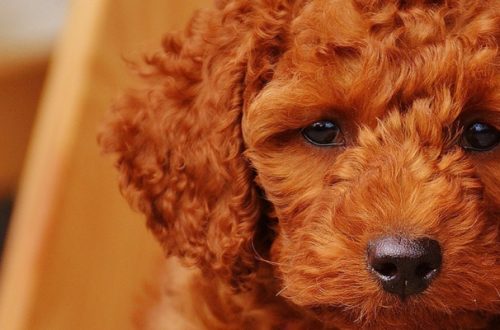 Compra cane su internet, muore il giorno dopo thumb