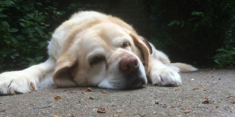 Cane anziano, 5 regole per proteggerlo dal caldo cover