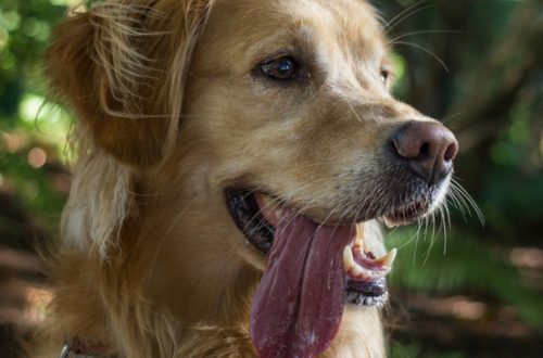 Come rinfrescare il cane quando fa caldo? thumb