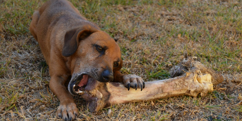 Cos’è la Dieta BARF per Cani? cover