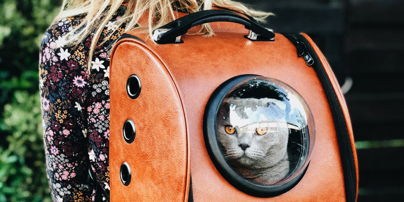 Viaggiare con il gatto: 5 consigli anti stress prima di partire cover