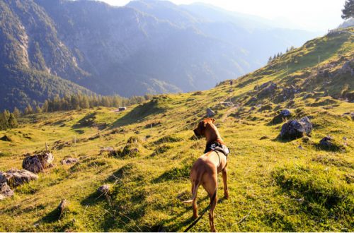 Cosa non può mancare nello zaino da escursione in caso di vacanze con il cane thumb