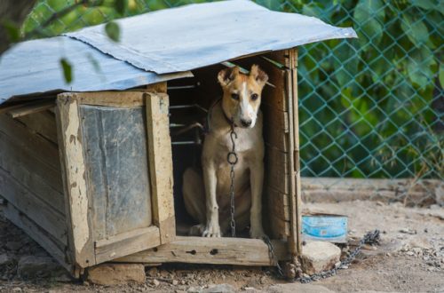 Fuochi d’artificio, spettacolo spesso mortale per gli animali thumb