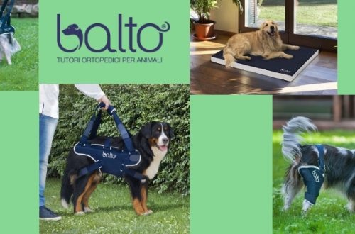 Tutori per cani, l’artigianalità italiana dei supporti Balto thumb