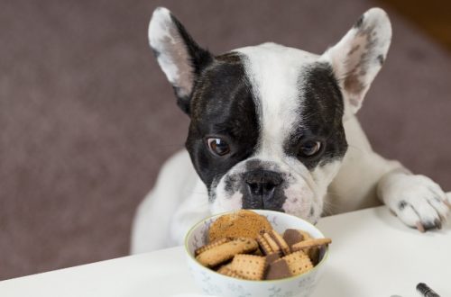 Alimentazione cani e gatti, i falsi miti da sfatare thumb