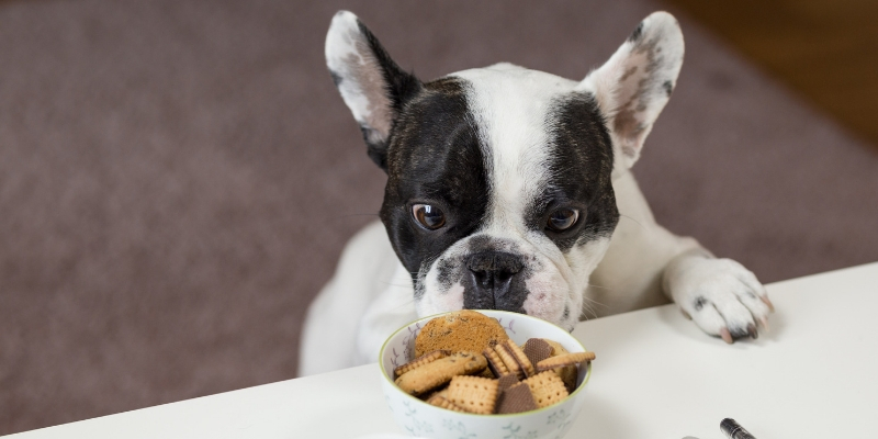 Alimentazione cani e gatti, i falsi miti da sfatare cover