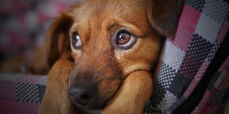 Calmanti per Cani e Gatti in Caso di Paura dei Botti - Robinson Pet Blog