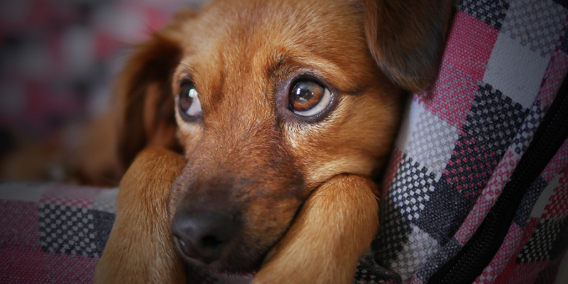 Calmanti per cani e gatti, i rimedi naturali contro la paura dei botti cover