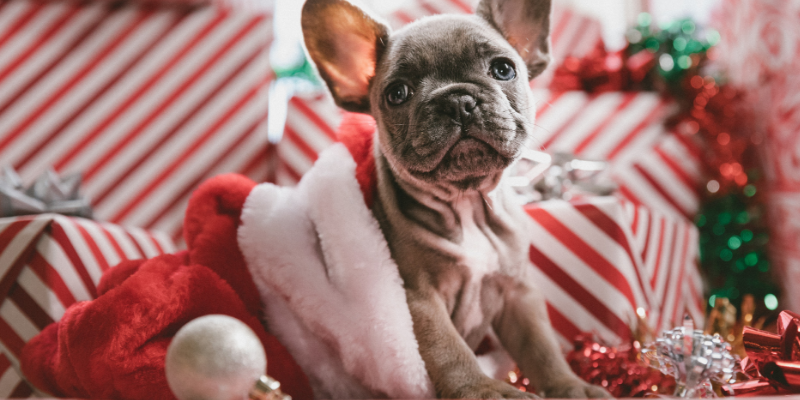 Cucciolo di cane o gatto in regalo, pensiamoci bene cover