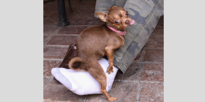 Signora Si Fa Scopare Dal Cane / Cinofilia Googlesca 5 Ti ...