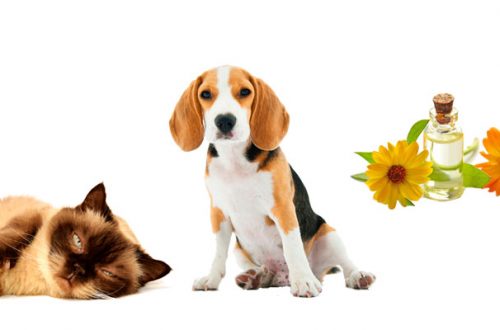 Oli essenziali per animali: l’aromaterapia per cani e gatti thumb