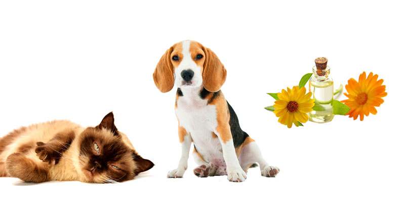 Oli essenziali per animali: l’aromaterapia per cani e gatti cover