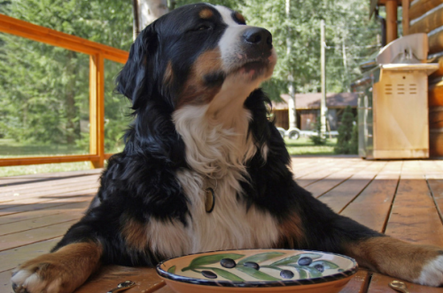 Se il cane mangia troppo velocemente, 5 utili consigli thumb