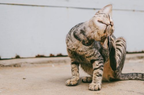 Dermatite del gatto da intolleranza alimentare: cosa fare? thumb