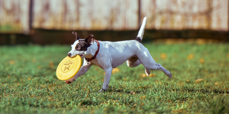 Come insegnare al cane a giocare con il frisbee cover