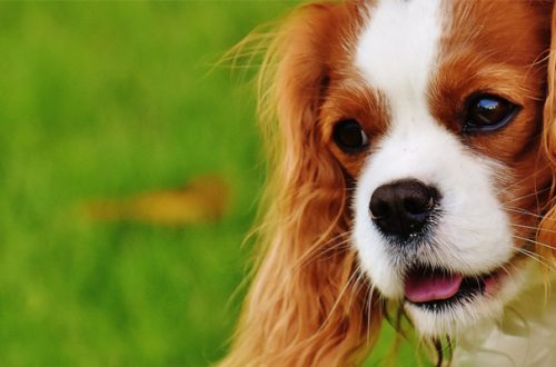 Qual è il miglior antiparassitario per cani? thumb