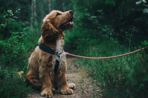Cane Cocker: un cane da caccia dal mantello meraviglioso thumb