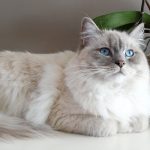 un gatto radgoll steso