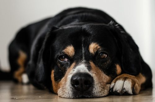 Il Cane Ha Paura dei Tuoni: Cosa Fare in Caso di Temporale? thumb