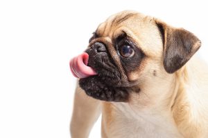 un cane carlino con lingua buffa