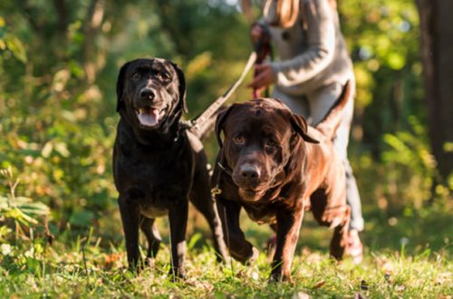 Il cane tira al guinzaglio? Qualche consiglio e l’attrezzatura adatta thumb