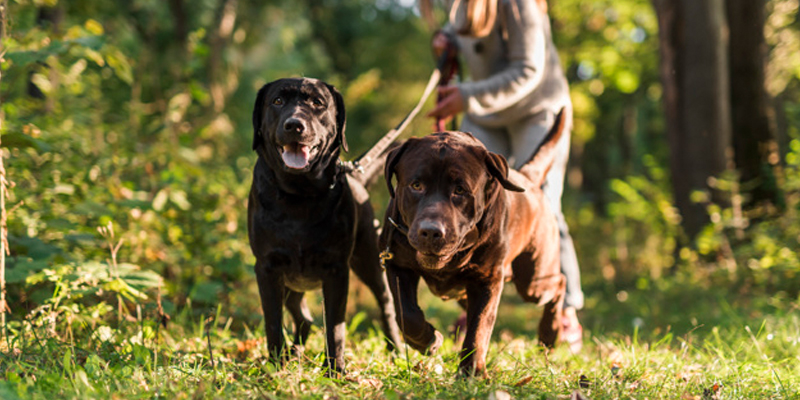 Il cane tira al guinzaglio? Ecco qualche utile consiglio - Robinson Pet Blog