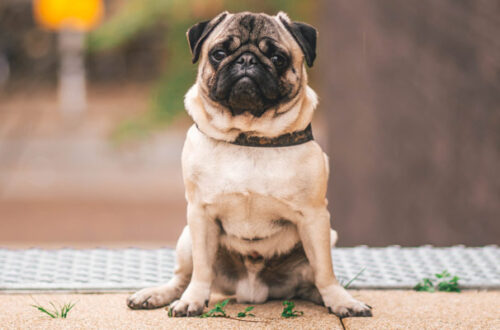 Cane Carlino: carattere, caratteristiche e come prendersene cura thumb