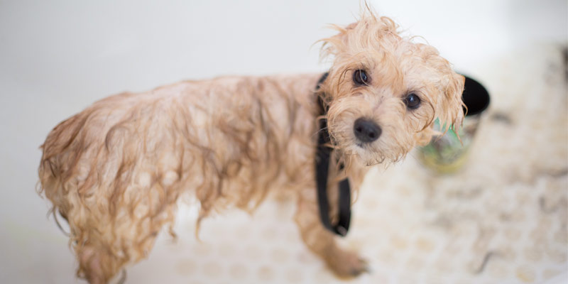 Lavare il cane e applicare l’antiparassitario: come procedere nel modo corretto cover