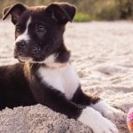 un cane cucciolo che gioca con una palla in spiaggia