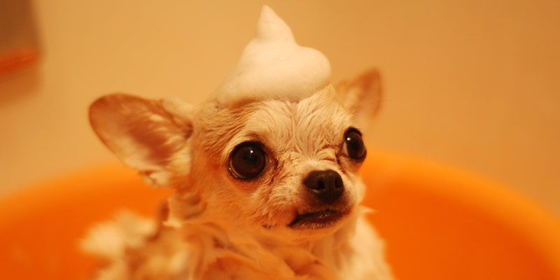 Shampoo per cani: come scegliere il più adatto cover